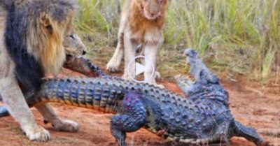 Video: Cá sấu bị sư tử khống chế trên bờ và cuộc tẩu thoát khó tin bằng ‘chiêu độc’