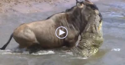 Video: Màn giành giật sự sống kịch tính của linh dương đầu bò