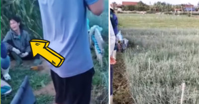 Thêm một nông dân khóc nấc bên mảnh ruộng bị phá hoại