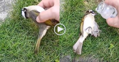 Video: Pha cứu chim đi vào lòng người