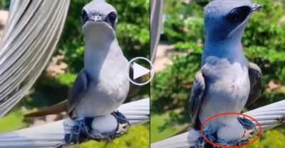 Video: Chim ‘lạ’ làm tổ trên dây cáp điện