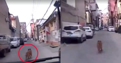 Chú chó trung thành dẫn xe cứu thương tới cứu chủ