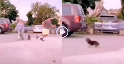 Video: Chó con rối não, đứng quay vòng vòng không chọn đường nào