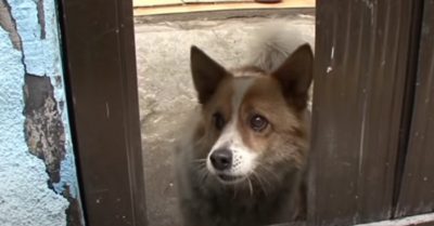 Chủ nhân qua đời đã 6 năm, chú chó vẫn ‘đợi mãi’ trong căn nhà hoang