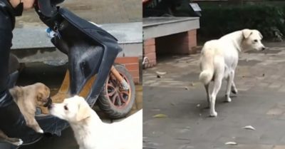 Đuổi theo hôn tạm biệt chó con, chó mẹ gây xúc động với cảnh chia ly đượm tình mẫu tử thiêng liêng
