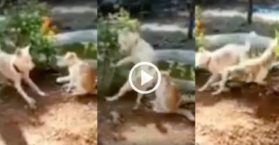 Video: Chó nhà bất ngờ tung cước đá bay mèo trong chớp mắt