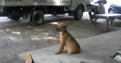 Chú chó bị chủ đem về nuôi để thịt vẫn quẫy đuôi mừng khiến nhiều người suy ngẫm