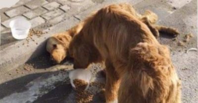 Chú chó liên tục vẫy đuôi, ánh mắt hoảng loạn tìm người giúp đỡ bạn bị xe tông