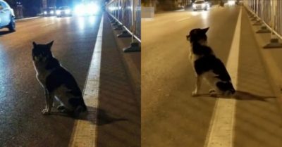 Chú chó kiên nhẫn ngồi đợi suốt 80 ngày tại nơi cô chủ ra đi mãi mãi vì tai nạn