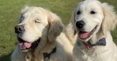 Cảm động chú chó mù nhận được sự giúp đỡ bởi ‘người bạn’ đồng hành tí hon