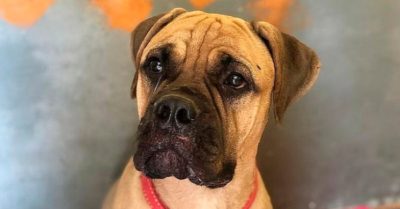 Dù bị chủ nhân bỏ rơi, chú chó vẫn cố vượt 200 km đường rừng tìm về với chủ