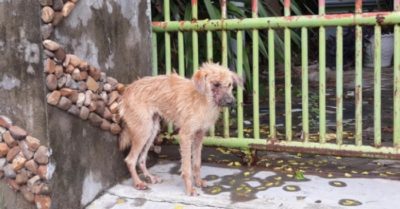 Biết mình bị bệnh, chú cún nhỏ bỏ nhà đi tìm chỗ từ biệt thế gian, may mắn gặp được người tốt đưa về chữa trị