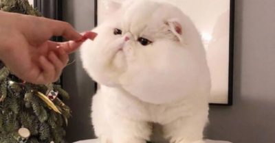 Chú mèo lông trắng ‘nổi như cồn’ nhờ khuôn mặt như hờn cả thế giới cùng cặp má bánh bao