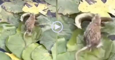 Video: Chuột nhảy xuống ao bắt cá điêu luyện