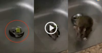 Video: Chuột béo chui lên từ bồn rửa bát