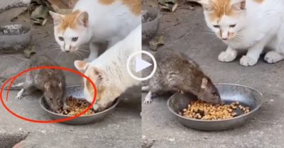 Video: Hai con mèo nhường phần ăn cho chuột