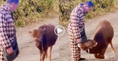 Video: Con bò quỳ gối trước chủ cũ khi đi ‘về nhà mới’
