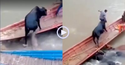 Video: Bò đen lên thuyền đuổi nam thanh niên