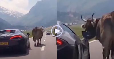 Video: Bò quay lại lườm tài xế ôtô vì bị bám đuôi