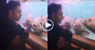 Video: Cá há hốc miệng chăm chú nghe chàng trai kể chuyện