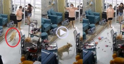 Video: Hai cô gái hốt hoảng với chú chó xông vào tiệm nails làm đổ đồ
