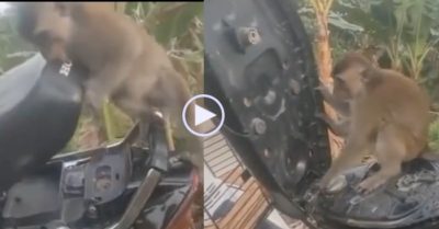 Video: Con khỉ trộm xăng xe máy, đến phần mở nắp bình thì gặp hoạ