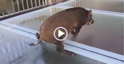 Video: Lợn rừng rụng rời vì ‘khám phá’ cầu kính