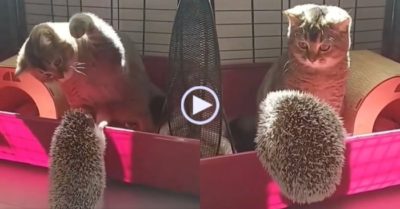 Video: Mèo ‘hú hồn’ nhảy bật ra ngoài khi nhím leo vào chuồng