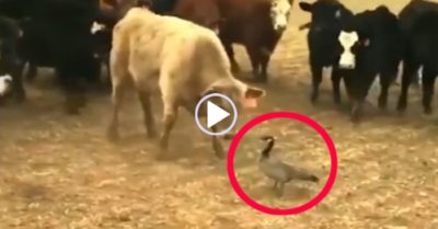 Video: Vịt trời một mình đối đầu đàn bò to lớn