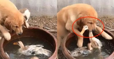 Chú chó ‘hoảng hốt’ tìm cách cứu vịt bị rơi xuống nước