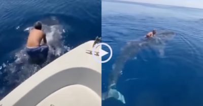 Video: Người đàn ông cưỡi cá mập rồi ‘phi’ ra biển khơi