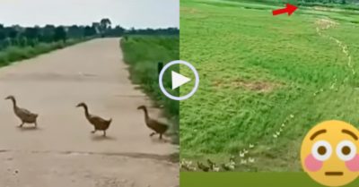 Video: Tài xế ngẩn ngơ chờ ‘binh đoàn vịt’ dài ngút ngàn qua đường