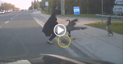 Video: Ngỗng mẹ nhảy lên ‘tung cước’ vì tưởng cô gái trộm con