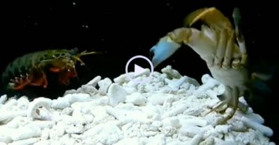 Video: Tôm tít ‘săn mồi’ đá gãy hai càng cua