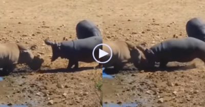 Video: Tê giác trụ không nổi cú húc của hà mã