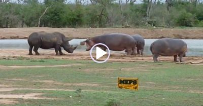 Video: Tê giác bỏ chạy vì dám bắt nạt ‘quý tử’ nhà hà mã