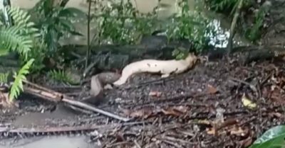 Video: Hai con cá trê rủ nhau lên bờ tắm mưa