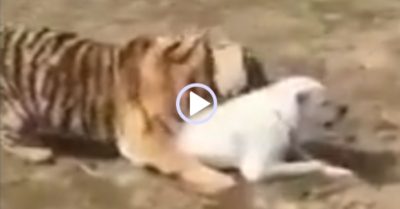 Video: Thật ngạc nhiên, hổ ‘massage’ cho chó nhà