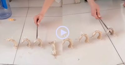 Video: Mấy con tôm tít làm ‘xiếc’ gây ngỡ ngàng