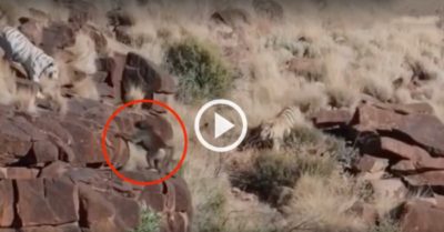 Video: Hai con hổ chạy té khói vì xâm phạm ‘nhà’ khỉ đầu chó