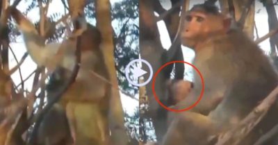 Video: Khỉ mẹ ôm xác khỉ con chết vì điện giật suốt nhiều ngày