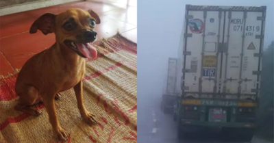 Chú chó 2 lần gặp nạn giữa cái rét cắt da và tâm sự nghẹn ngào của người chủ làm nghề lái xe
