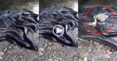 Video: Lươn ‘khổng lồ’ bất lực khi bị vịt chặn lấy mất thức ăn