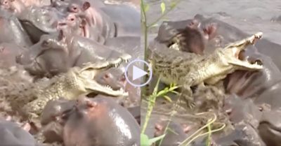 Video: Cá sấu lao đao khi lạc giữa bầy hà mã hung hãn