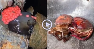 Video: Lần đầu thấy cảnh ốc bươu đẻ trứng, tôm và cua thay vỏ