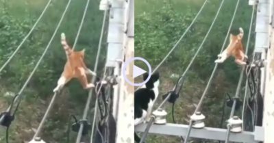 Video: Mèo thể hiện leo dây điện cho đồng loại xem