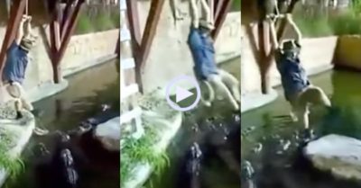 Video: Đu dây thừng, người đàn ông rơi thẳng xuống hồ có nhiều cá sấu