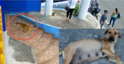 Chó mẹ lang thang tự tìm đến phòng khám thú y nhờ giúp đỡ để sinh con