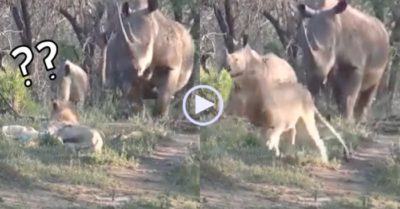 Video: Cặp sư tử đang nằm ngủ giật mình khi bị tê giác ‘hỏi thăm’