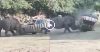 Video: Tê giác nổi điên húc ôtô lộn nhào nhiều vòng